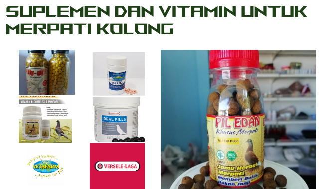 Macam-Macam Suplemen dan Vitamin untuk Merpati Kolong yang Ideal !